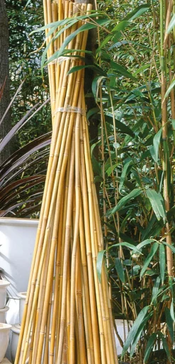 Tuteur en babou naturel H90 cm Ø8/10 mm (x7)