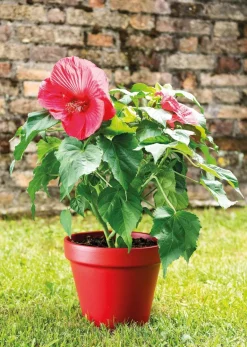 Vaso BigBand piment Ø15 cm 1,2L DEROMA