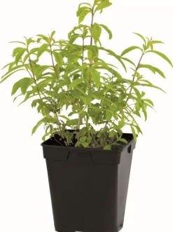 Verveine "Citronnelle" prêt à consommer Pot 1L