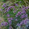 Verveine de Buenos Aires Lollipop Pot 4.5L