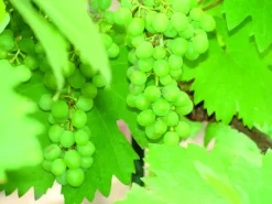 Vigne "Italia" Pot 1.3L