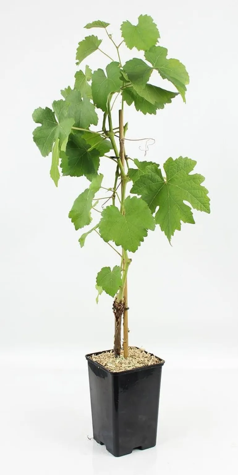 Vigne "Italia" Pot 1.3L