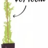 Vigne vierge "Quinquefolia" Pot 3L