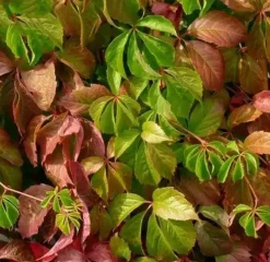 Vigne vierge "Quinquefolia" Pot 3L