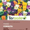 Viola Cornuta Variée 0,5g TERAGILE
