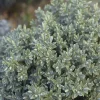 Véronique arbustive Sutherlandii Pot 4.5L