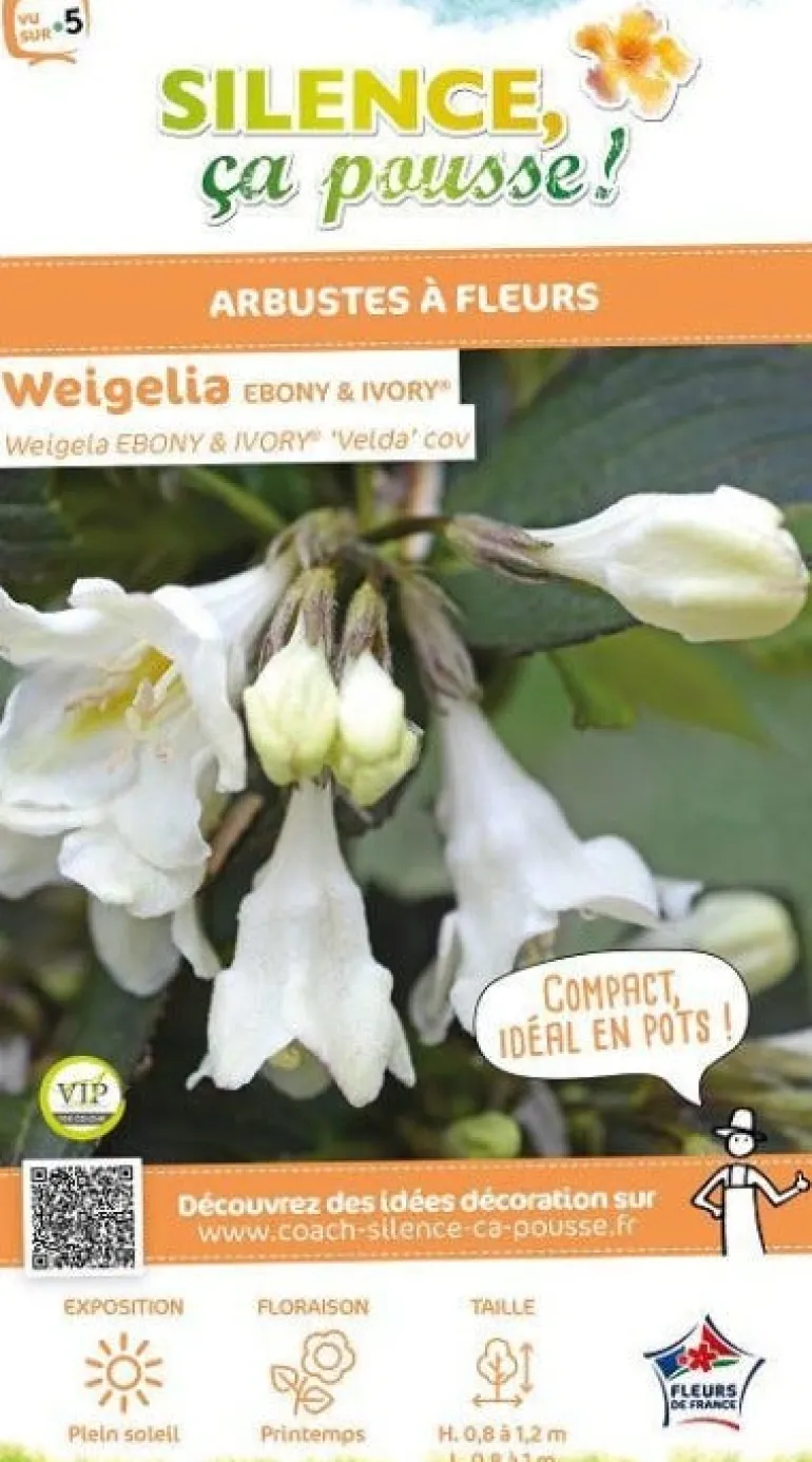 Weigelia "Ebony & Ivory" Pot 4L SILENCE ÇA POUSSE