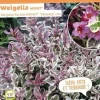 Weigelia "Monet, Wégélie" Pot 4L SILENCE ÇA POUSSE