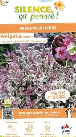 Weigelia "Monet, Wégélie" Pot 4L SILENCE ÇA POUSSE