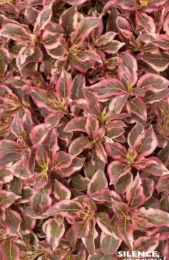 Weigelia "Monet, Wégélie" Pot 4L SILENCE ÇA POUSSE