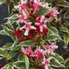 Weigelia nain panaché Pot 4.5L SILENCE ÇA POUSSE