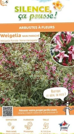 Weigelia nain panaché Pot 4.5L SILENCE ÇA POUSSE