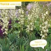 Yucca herbe à soie Pot 4.5L SILENCE ÇA POUSSE