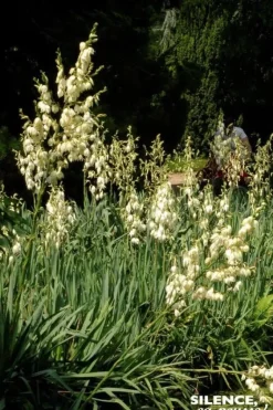 Yucca herbe à soie Pot 4.5L SILENCE ÇA POUSSE