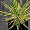Yucca superbe panaché Pot 4.5L SILENCE ÇA POUSSE