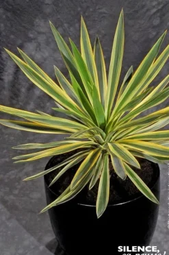 Yucca superbe panaché Pot 4.5L SILENCE ÇA POUSSE