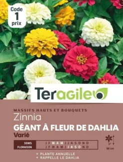 Zinnia Géant à Fleur de Dahlia Varié 2g TERAGILE